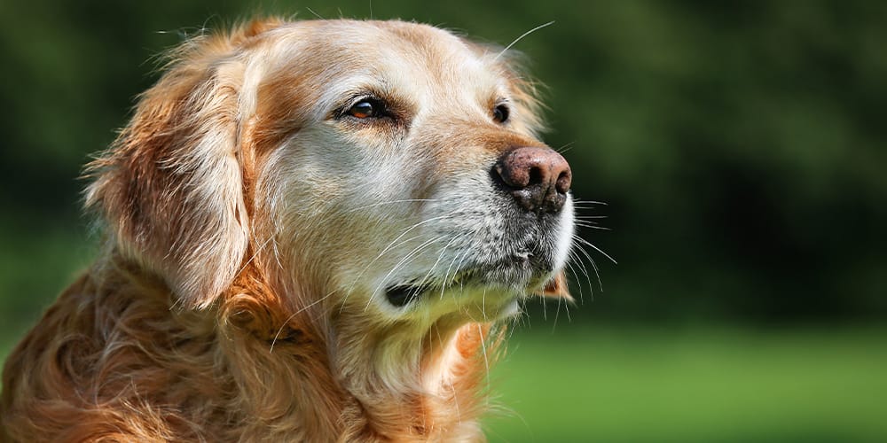 がん治療の現状