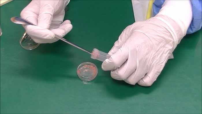 細胞破砕用ホモジナイザーの容器に入れます。